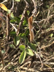 Chamaecytisus prolifer