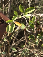 Chamaecytisus prolifer