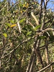 Chamaecytisus prolifer