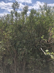 Chamaecytisus prolifer