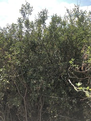 Chamaecytisus prolifer