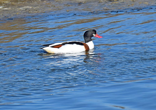 Tarro blanco (Tadorna tadorna)