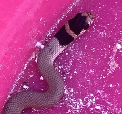 Pseudonaja inframacula