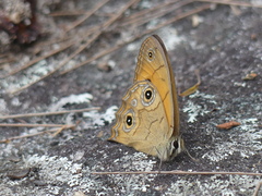 Hypocysta euphemia