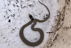 Pseudonaja inframacula