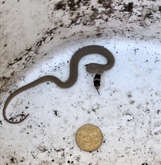 Pseudonaja inframacula