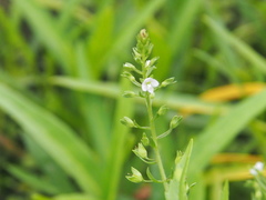 Veronica undulata