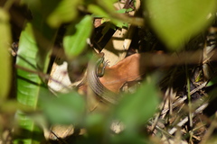 Trachylepis gravenhorstii