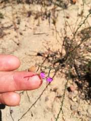 Polygala brachyphylla