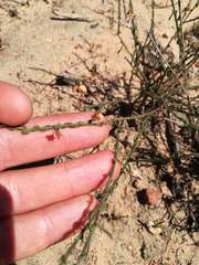 Polygala brachyphylla