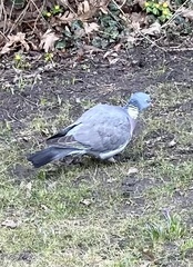Columba palumbus