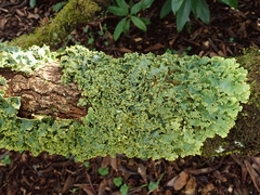 Podostictina pickeringii