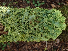 Podostictina pickeringii