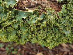 Podostictina pickeringii