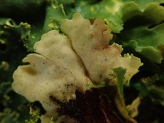 Podostictina pickeringii