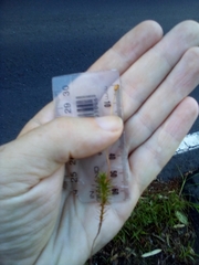 Polytrichadelphus magellanicus