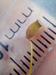 Polytrichadelphus magellanicus