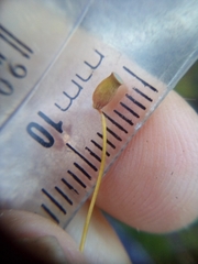 Polytrichadelphus magellanicus