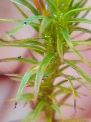 Polytrichadelphus magellanicus