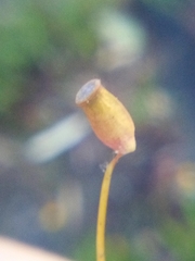 Polytrichadelphus magellanicus