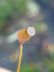 Polytrichadelphus magellanicus