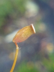 Polytrichadelphus magellanicus