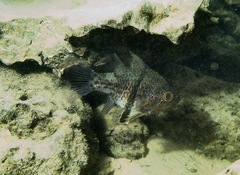 Sphaeramia orbicularis