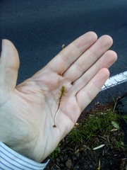 Polytrichadelphus magellanicus