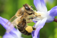 Apis mellifera