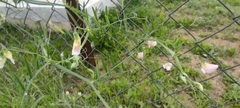 Lathyrus clymenum