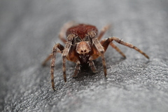 Araneidae