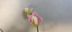 Lathyrus clymenum