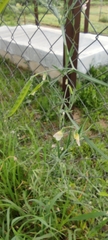 Lathyrus clymenum