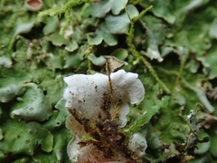 Lobaria adscripta