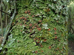 Lobaria adscripta