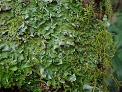 Lobaria adscripta