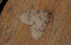 Paidia rica