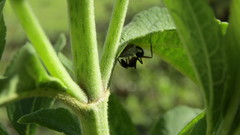 Membracidae