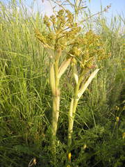 Ferula caspica