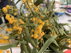 Mimosoideae