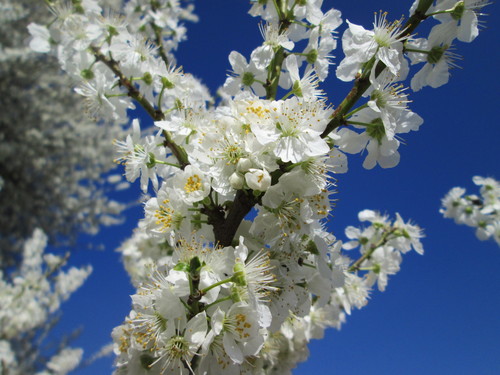 Cherry-Plum (Prunus cerasifera) · iNaturalist