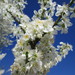 Cherry-Plum - Photo AnRo0002, no known copyright restrictions (public domain)