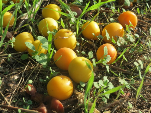 Vyšninė slyva nuotrauka