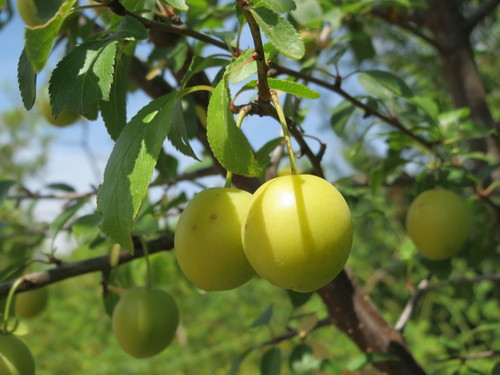 Vyšninė slyva nuotrauka