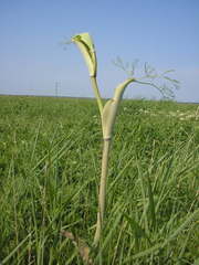 Ferula orientalis