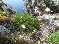 Silene stenophylla