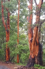 Eucalyptus propinqua