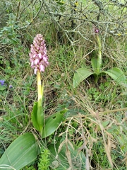 Himantoglossum robertianum