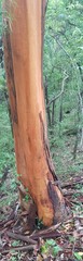 Eucalyptus propinqua