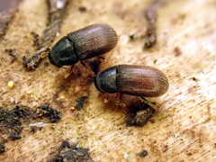 Polygraphus poligraphus